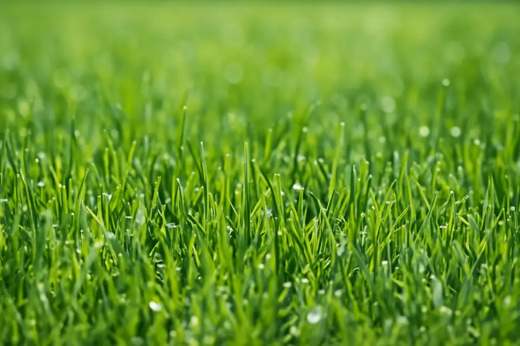 Macro view of healthy green grass blades, showing thick growth and moisture.